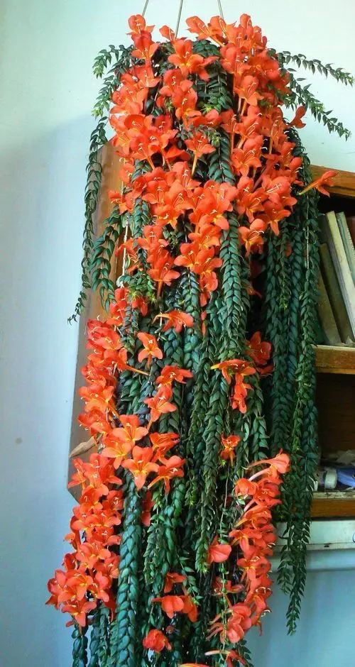 Best Indoor Flowering Vines hanging