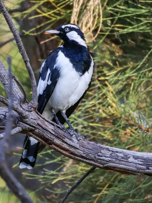 Birds with White Wing Stripes on tree brench