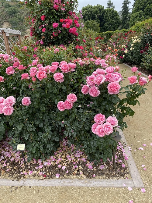  Stunning Hot Pink Flowers in garden