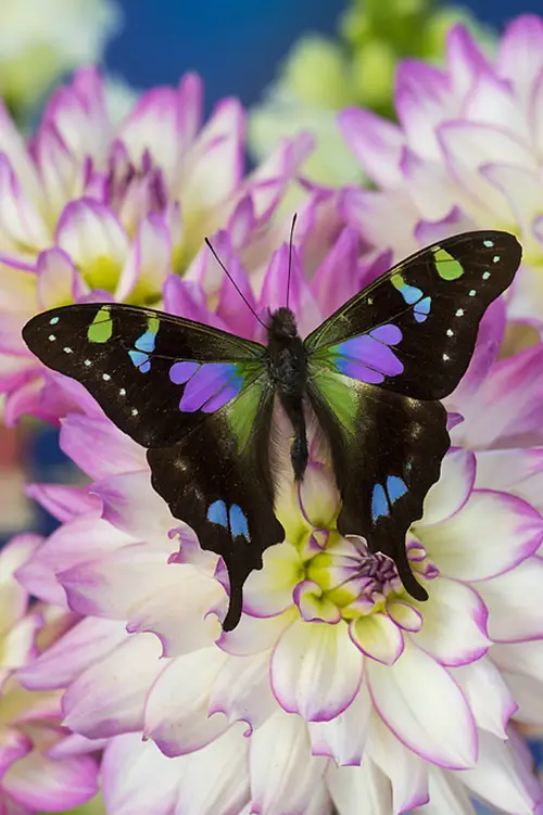 Purple Butterfly Meaning and Types 14