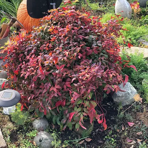 Requirements for Growing Gulf Stream Nandina