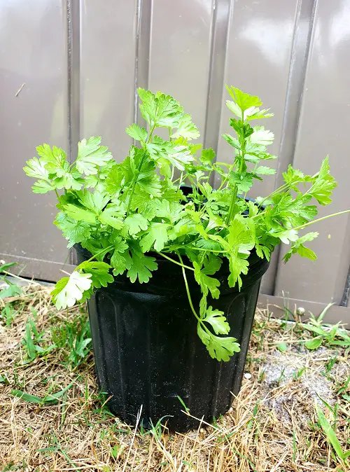 Different Types of Parsley