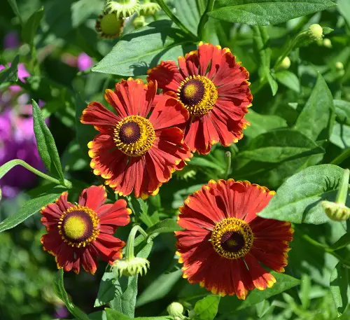 lovely Red Flowers with a Yellow Centre
