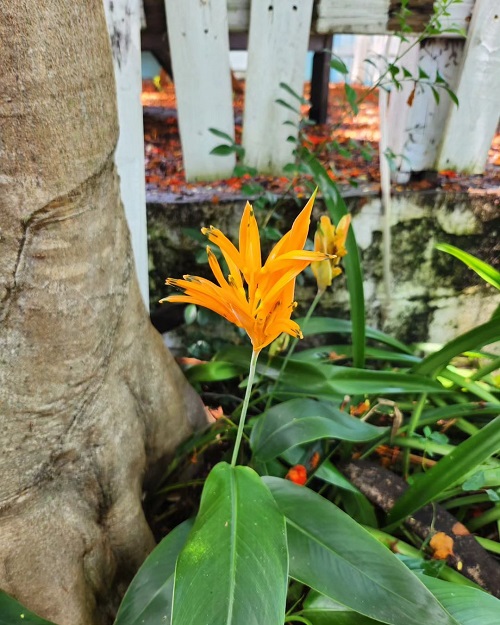 beautiful Tropical Plants with Orange Flowers 7