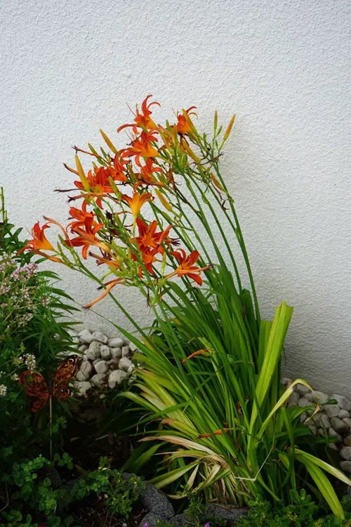 The Greatest Orange Wildflowers for Your Yard