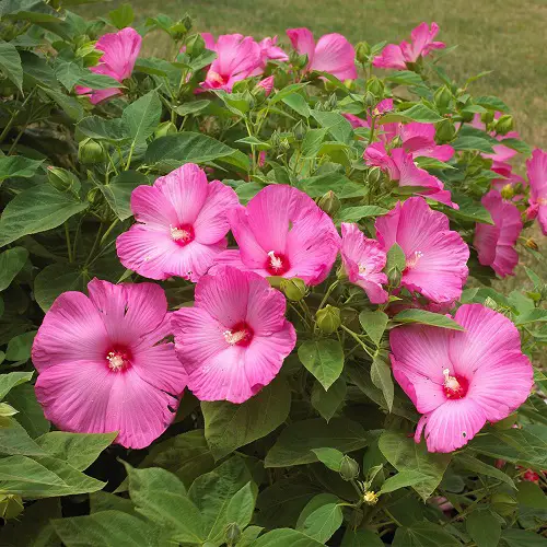 Pink Flowers for Garden 55