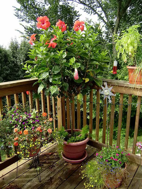Tall Plants to Screen Your Balcony