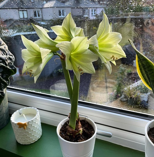 best Top Amaryllis Varieties and Colours
