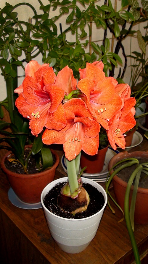 Best Amaryllis Colors and Varieties in White pot