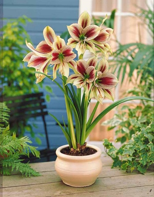 best Amaryllis Colors 7