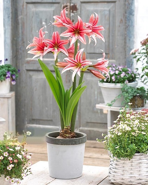 Outstanding Amaryllis plants Varieties