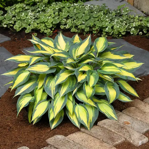 Foliage Plants Like Hosta That Grow in Shade