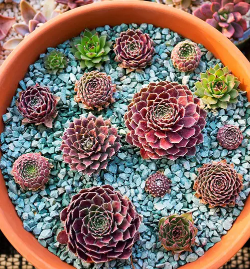 Succulents that Make You Lucky | Sempervivum 