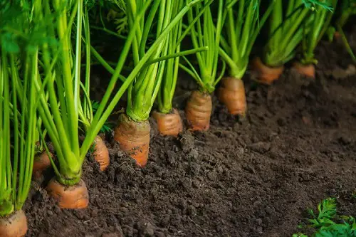 Is Carrot Man Made - Natural Origins of Carrots