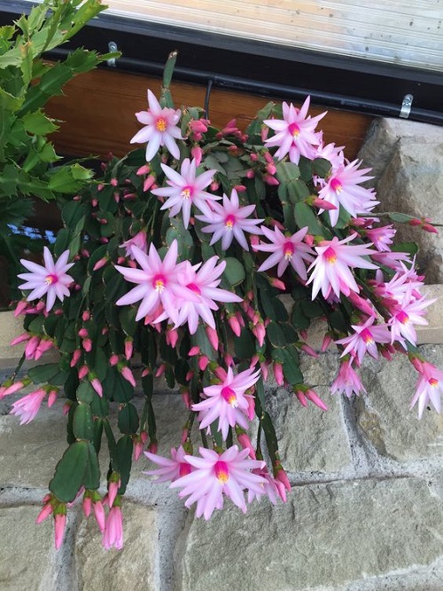 Flowers that Bloom in Late Fall and Winter in garden