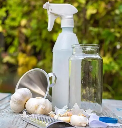 How to Use Crushed Garlic Water on Your Plants and Garden