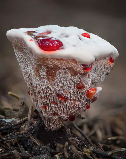 best Mushrooms that Look Like Flowers