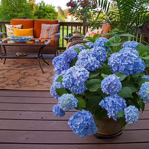 Macho and Masculine Flowers 4