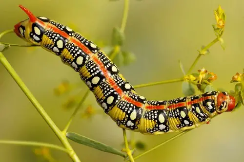 Caterpillars that are orange and black in leaf