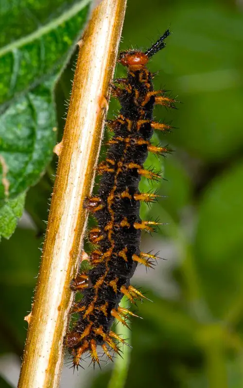 Top best Black and Orange Caterpillars
