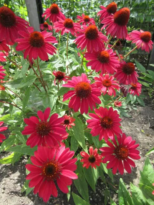Amazing Maroon Yard Flowers