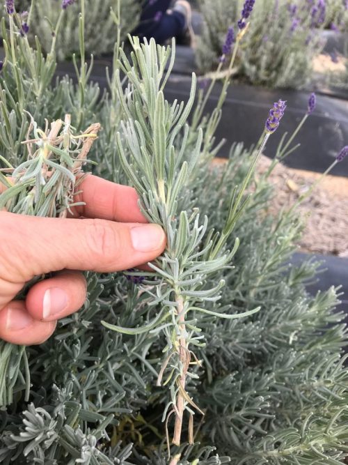 The Best Plants to Cut in the Fall