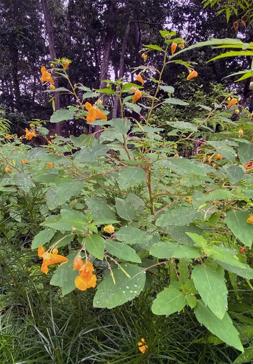 Jewelweed Poison Ivy Look Alike Plants with Three Leaves 9