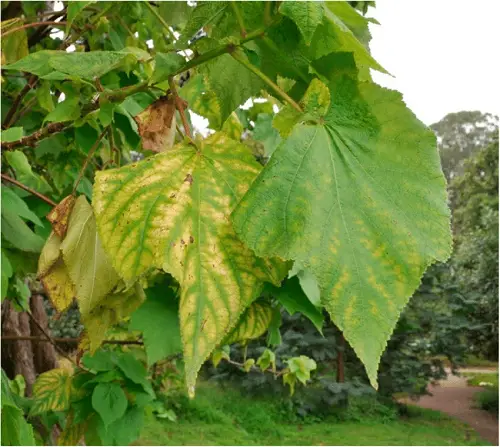Symptoms of Iron Deficiency in Plants 2