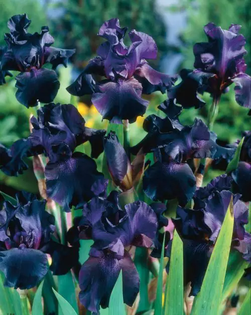 Navy Blue Flower Names 17