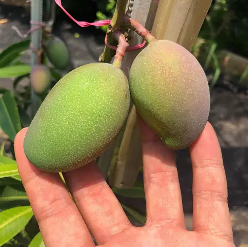 Most Delicious Mango Varieties Worldwide