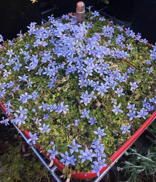plant these flowers in november 5