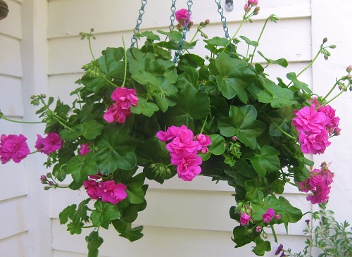 Hot Pink Flowers hanging