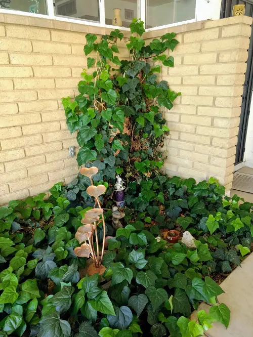 Plants that Attract Snakes: Vines and Creepers