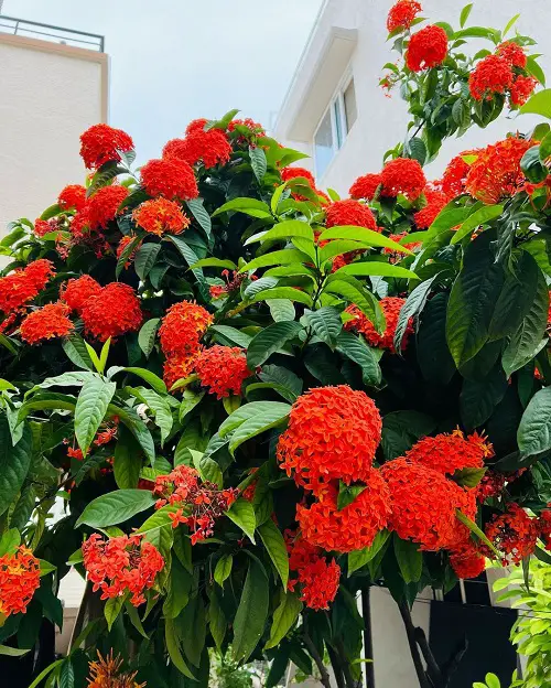 The Most Vibrant Species in Florida 3