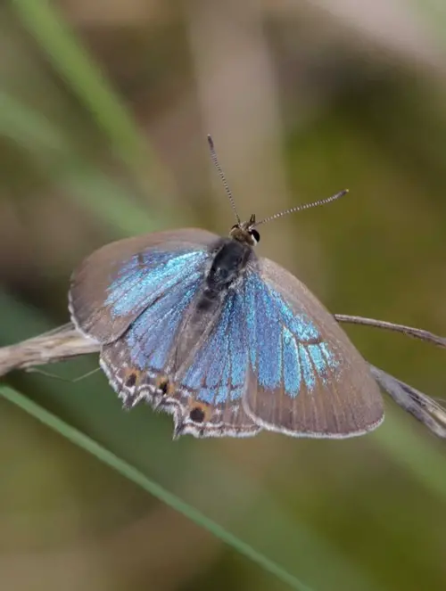 Types of Purple Butterflies Australian Species