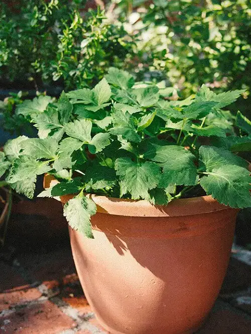 Types of Parsley Varieties