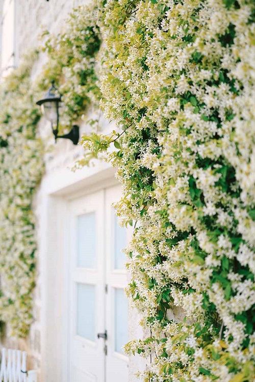 Flowering Vines that are Also a Term of Endearment