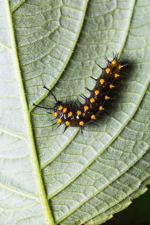 best Black and Orange Caterpillars