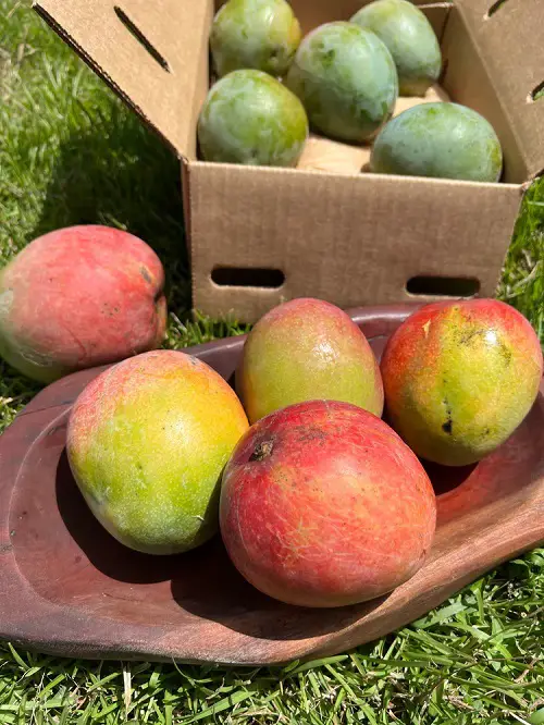 Sweetest Mango Varieties in the india
