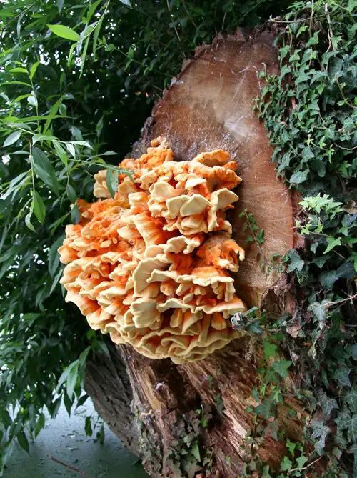 Edible Mushrooms that Grows on Trees 1