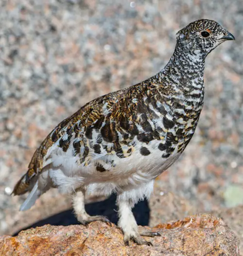 amazing Birds with White Stripes on Wings21