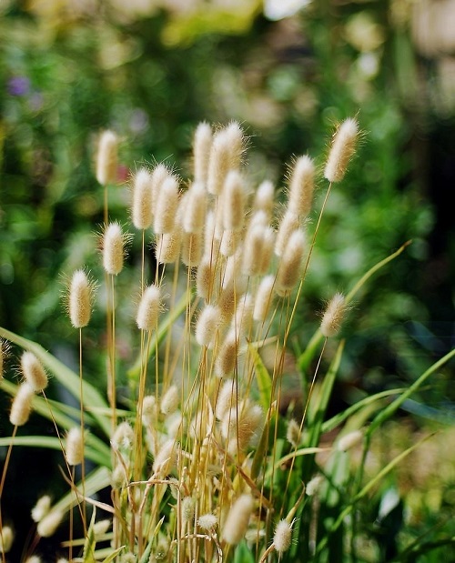 Flowers That Look Like Cats Tail