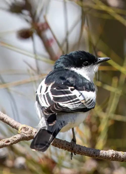 Birds with White Stripes on Wing in tree