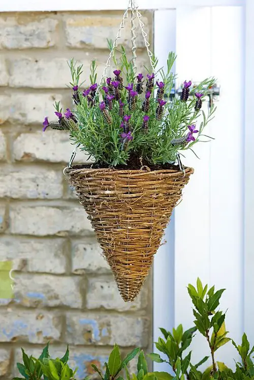 Hanging Lavender Display