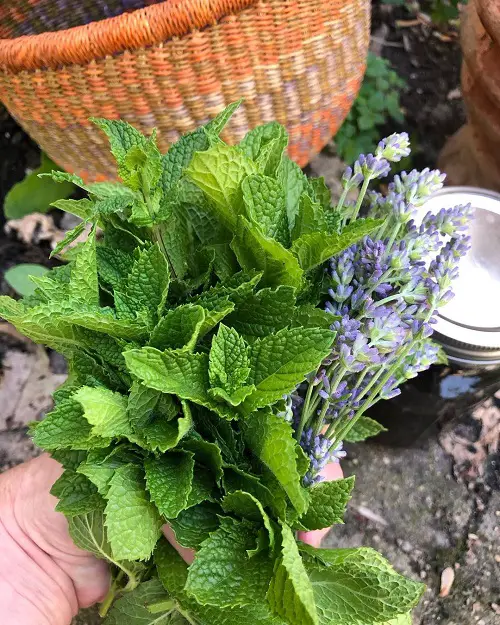 best Fragrant Mint Varieties for Herb Garden