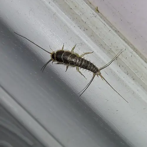 Common Small Tiny Bugs in the Bathroom