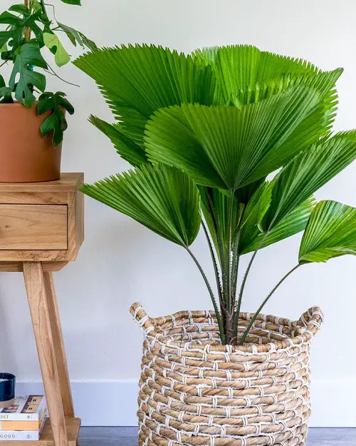 Licuala Grandis Care and Growing Guide