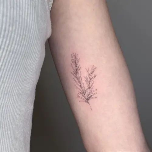 Light Rosemary on the Arm