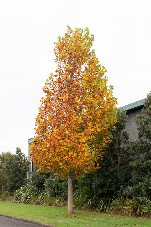 best Trees with a Grey, Smooth Bark