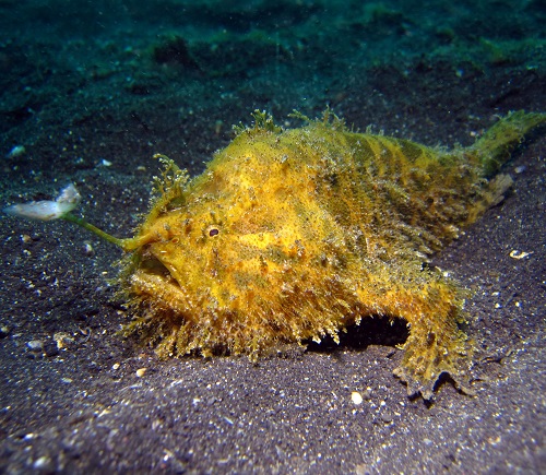 Most Repulsive Fish in the World